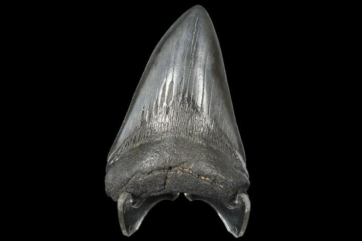 3.90" Fossil Megalodon Tooth - South Carolina